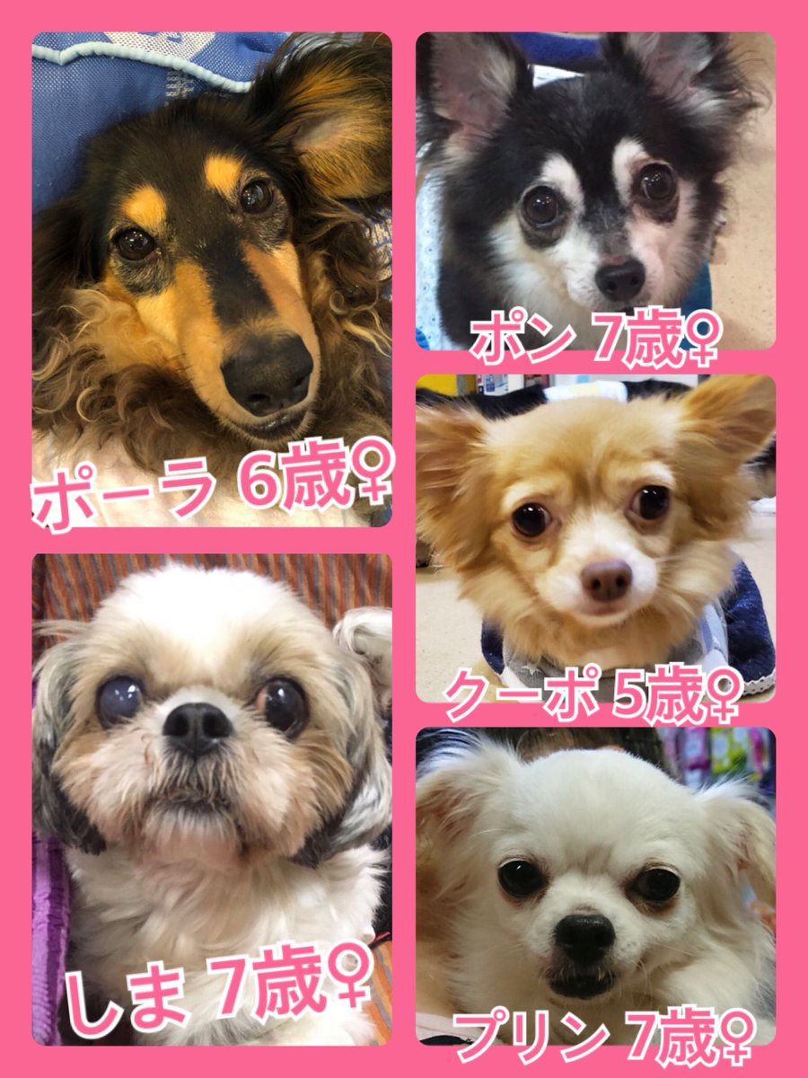 🐾今日の里親様募集中ワンコ🐶メンバーです🐾2019,9,30